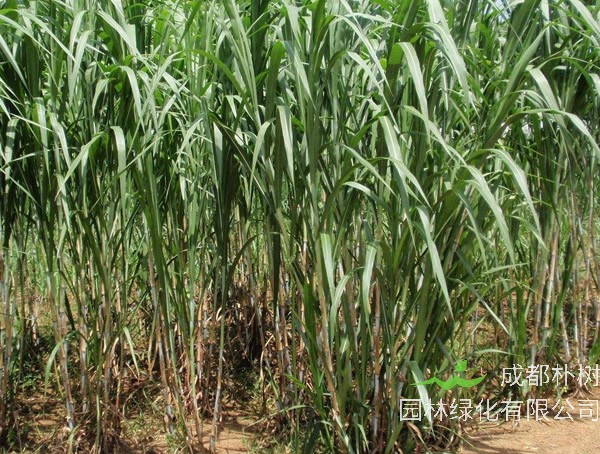 台湾甜象草怕冷吗？北方可以种植么？