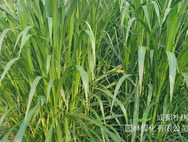 台湾甜象草怕水浸泡吗？