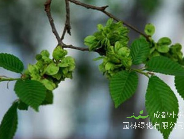 白榆树七月长什么虫？