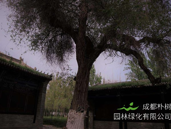 白榆树皮会开裂吗？