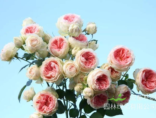 门廊绒球月季的优缺点有哪些？