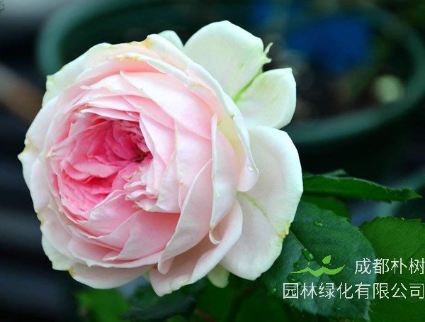 门廊绒球月季是藤本植物吗？