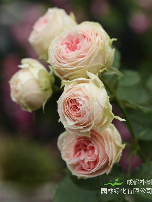 门廊绒球月季养护的要点有哪些？