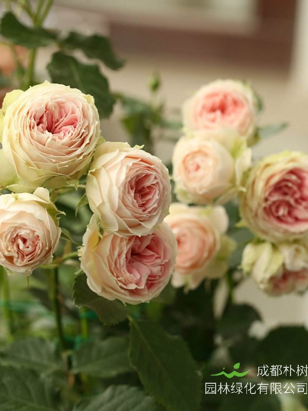 门廊绒球月季扦插好还是嫁接好？