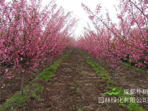 西府海棠盆栽怎么种植，怎么养？