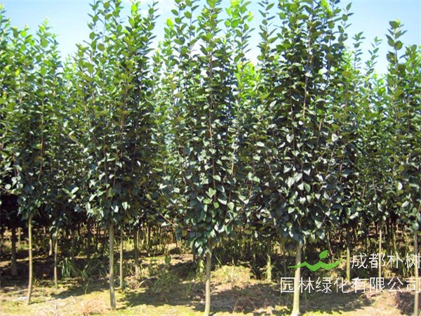 西府海棠如何修剪，如何过冬？