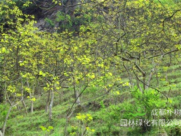 油桐树哪个地方最适合种植？