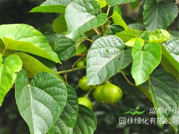 油桐树有哪些特点？