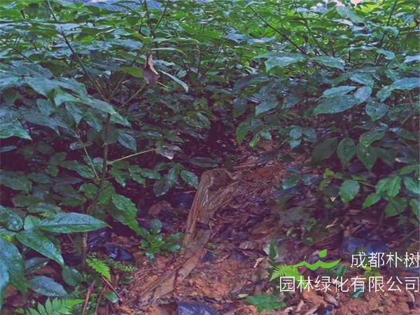 红豆树怎么栽，怎么养？