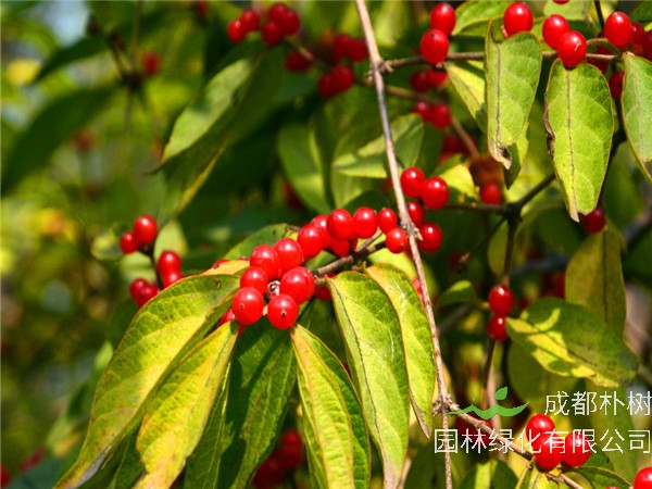 红豆树在哪里？红豆树有什么用途？