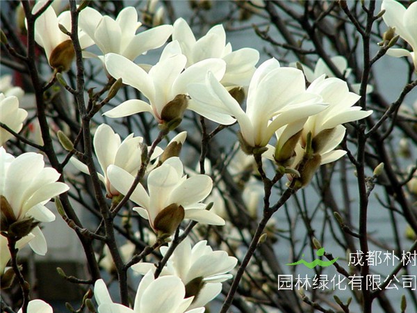 白玉兰如何种植？如何养殖？