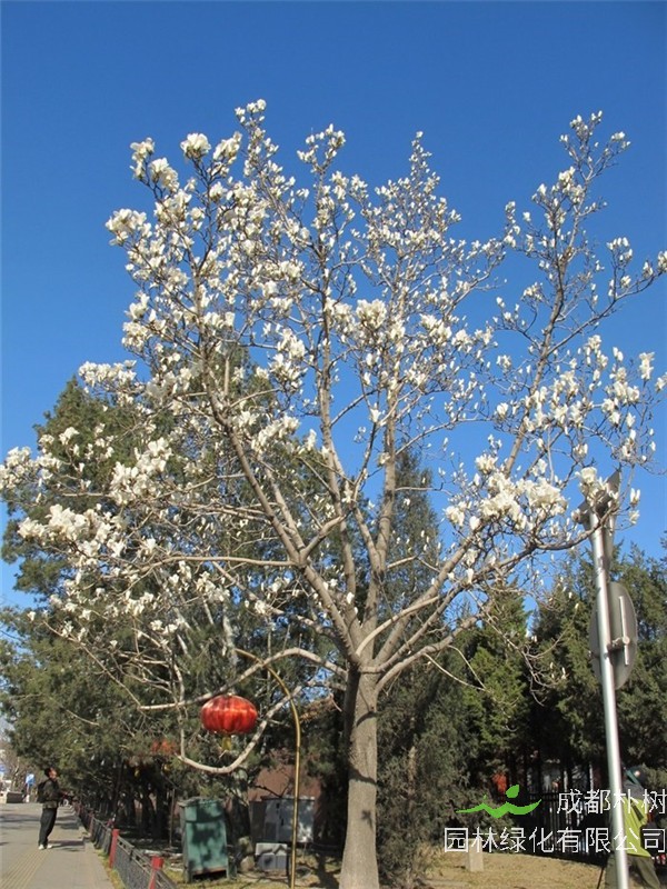 白玉兰有哪些品种？