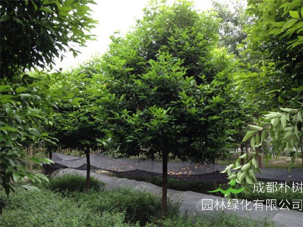 天竺桂是什么植物？有哪些用途？