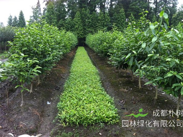 天竺桂什么时候开花？天竺桂有什么用？