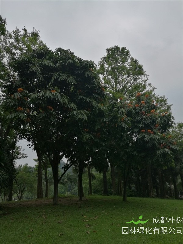 无忧树如何养护？