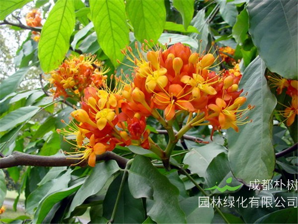 无忧树是什么树？无忧花如何养护？