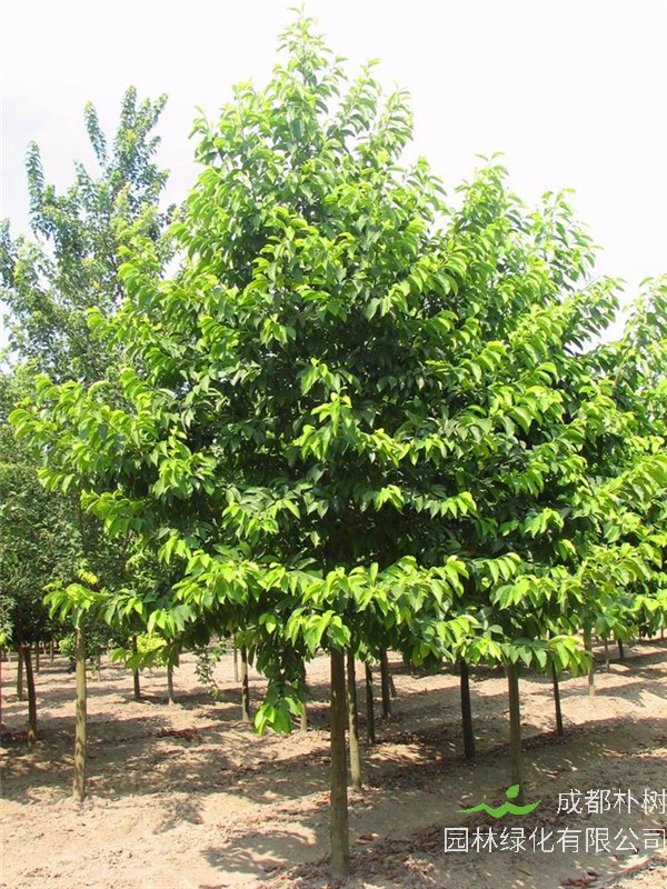 乐昌含笑如何移植？