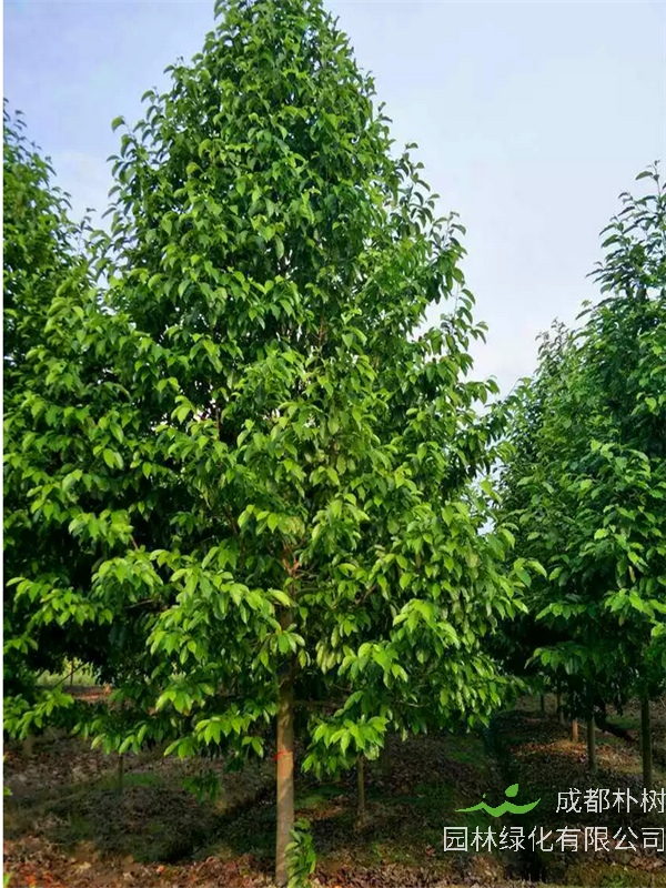 乐昌含笑什么时候开花？