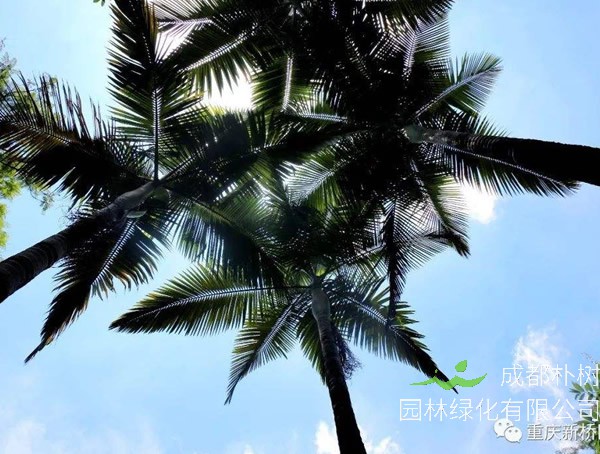 棕桐树的特点有哪些？