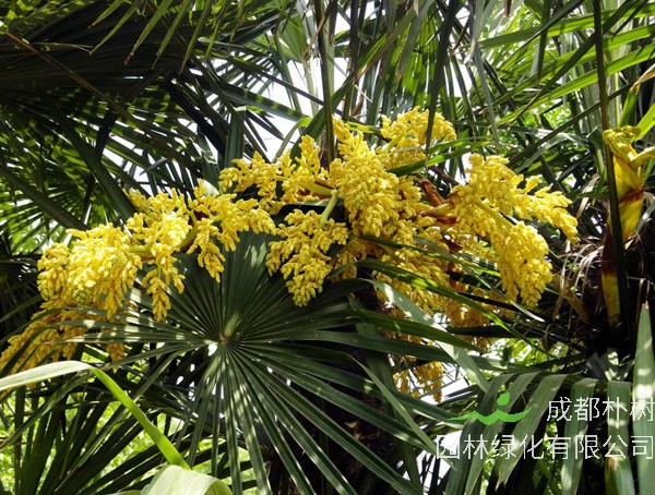 棕榈花的功效和副作用有哪些？