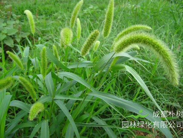 狗尾草花语是什么？有哪些寓意？