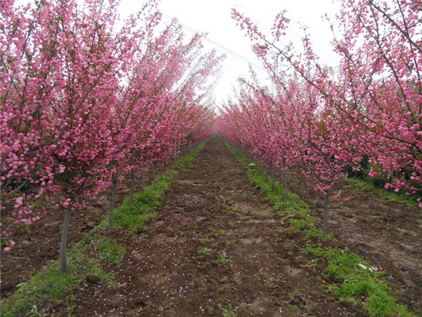 西府海棠盆栽怎么种植，怎么养？