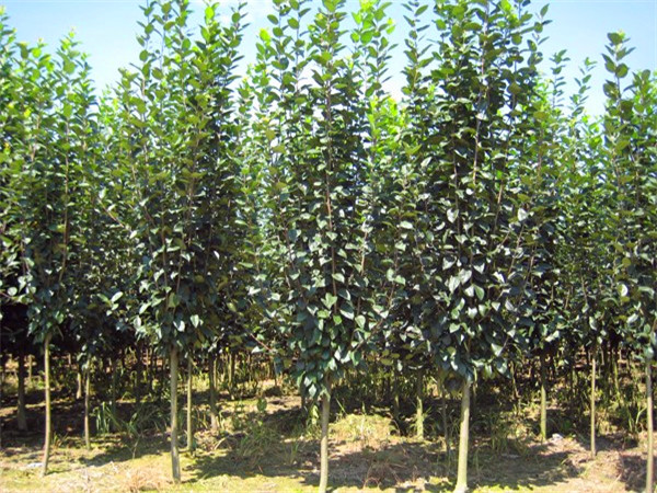 西府海棠如何修剪，如何过冬？