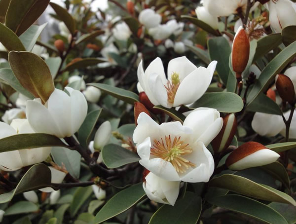 含笑花花语是什么意思？有哪些寓意？