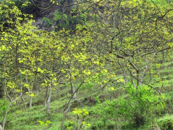 油桐树哪个地方最适合种植？