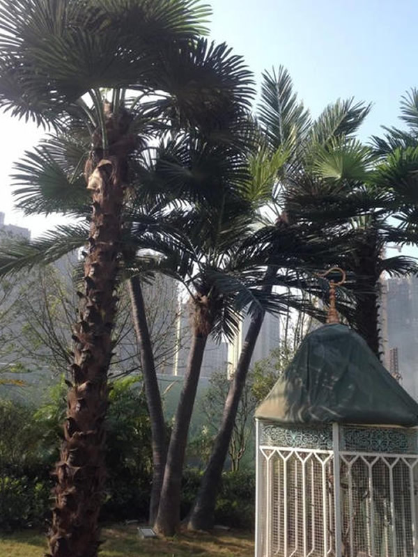 棕桐树和棕榈树的区别有哪些？