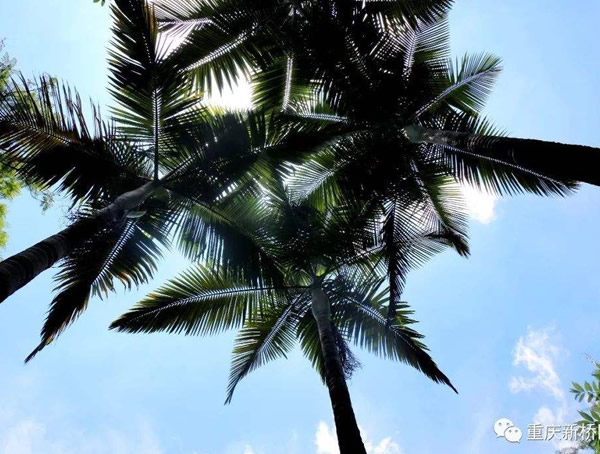 棕桐树的特点有哪些？