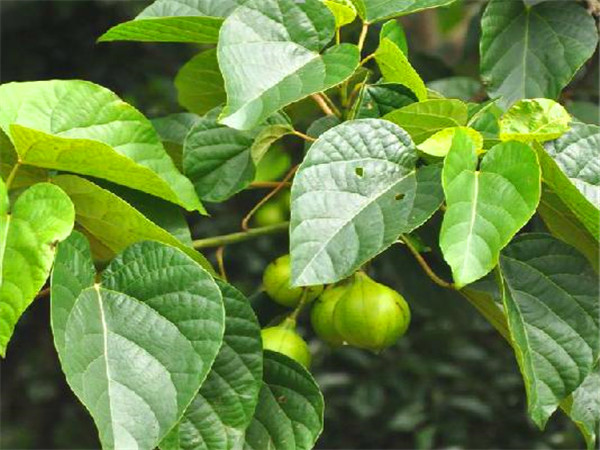 油桐树有哪些特点？