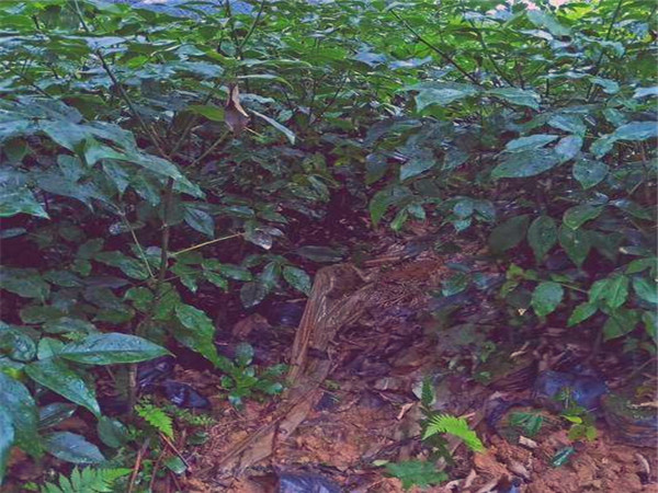 红豆树怎么栽，怎么养？