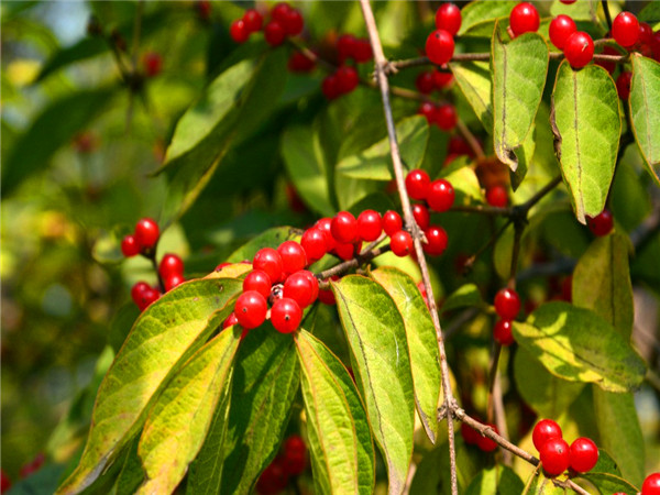红豆树在哪里？红豆树有什么用途？