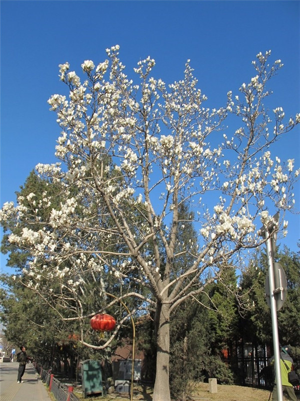 白玉兰有哪些品种？