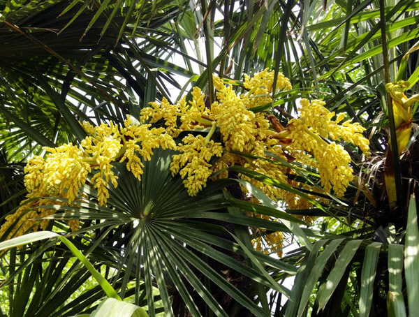 棕榈花的功效和副作用有哪些？