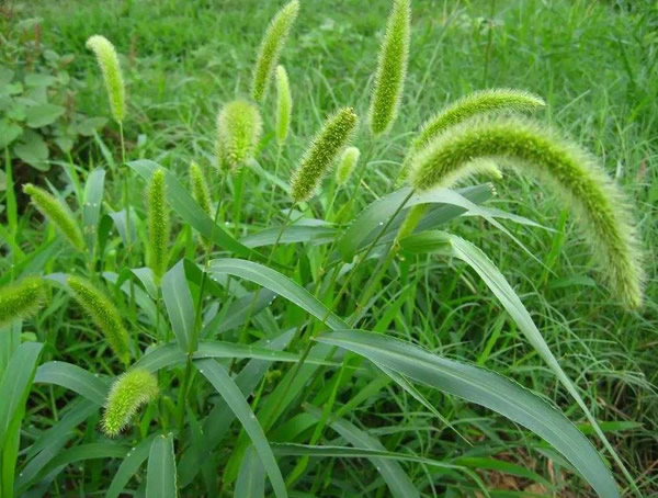 狗尾草花语是什么？有哪些寓意？