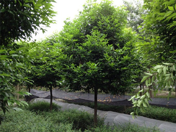 天竺桂是什么植物？有哪些用途？