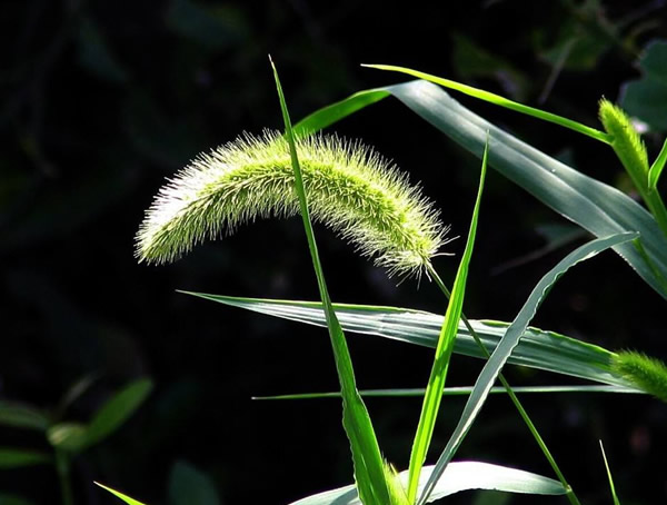 狗尾草的功效与作用有哪些？