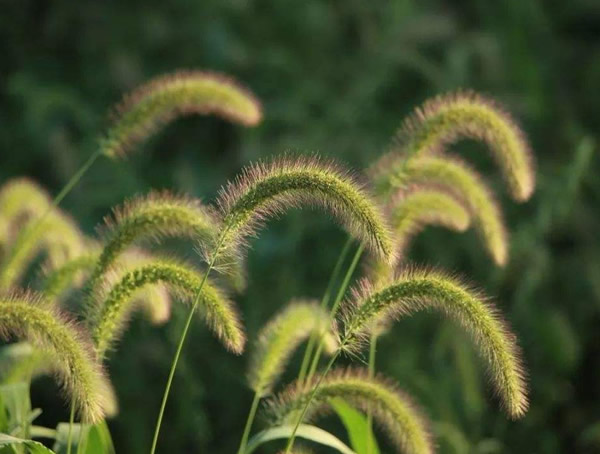 狗尾草的特点有哪些？