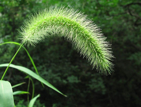 狗尾草为什么会变黄？