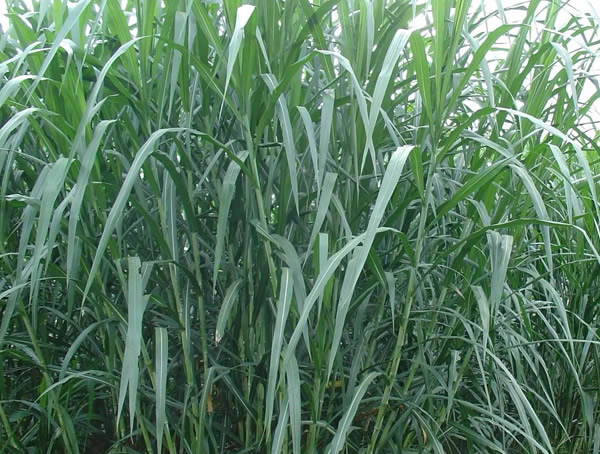 台湾甜象草种子怎么种？