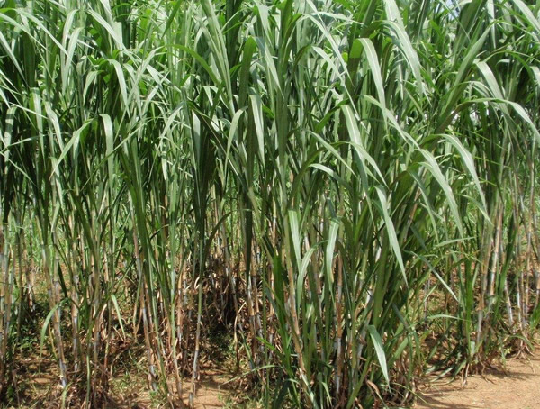 台湾甜象草怕冷吗？北方可以种植么？