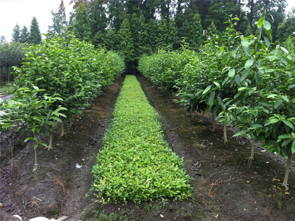 天竺桂什么时候开花？天竺桂有什么用？