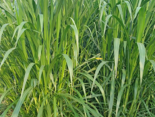 台湾甜象草怕水浸泡吗？