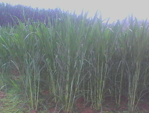 台湾甜象草适合北方种植吗？