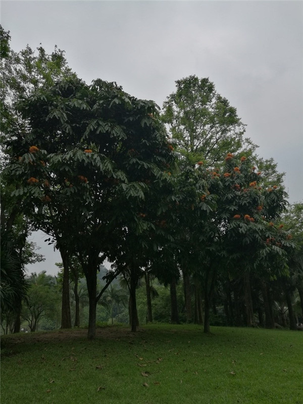 无忧树如何养护？