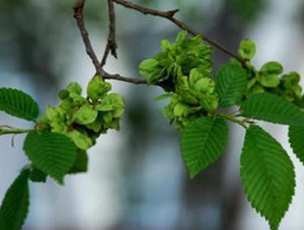 白榆树七月长什么虫？