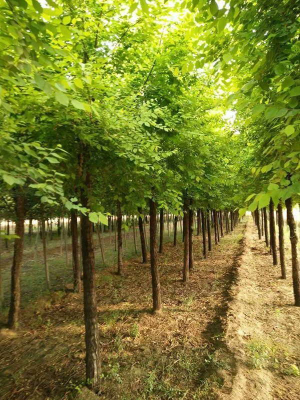 白榆树皮的功效有哪些？