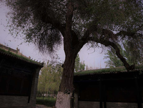 白榆树皮会开裂吗？